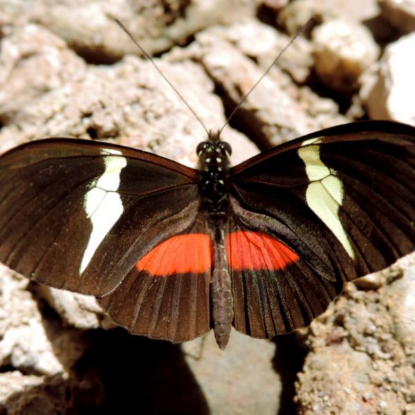 Nymphalidae Heliconiinae - finca la Arabia